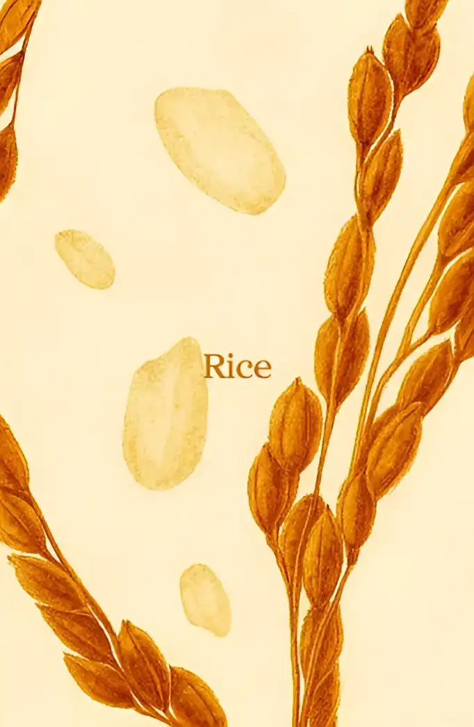 Des grains de riz brun doré et des tiges illustrés dans un style d’aquarelle doux et détaillé.